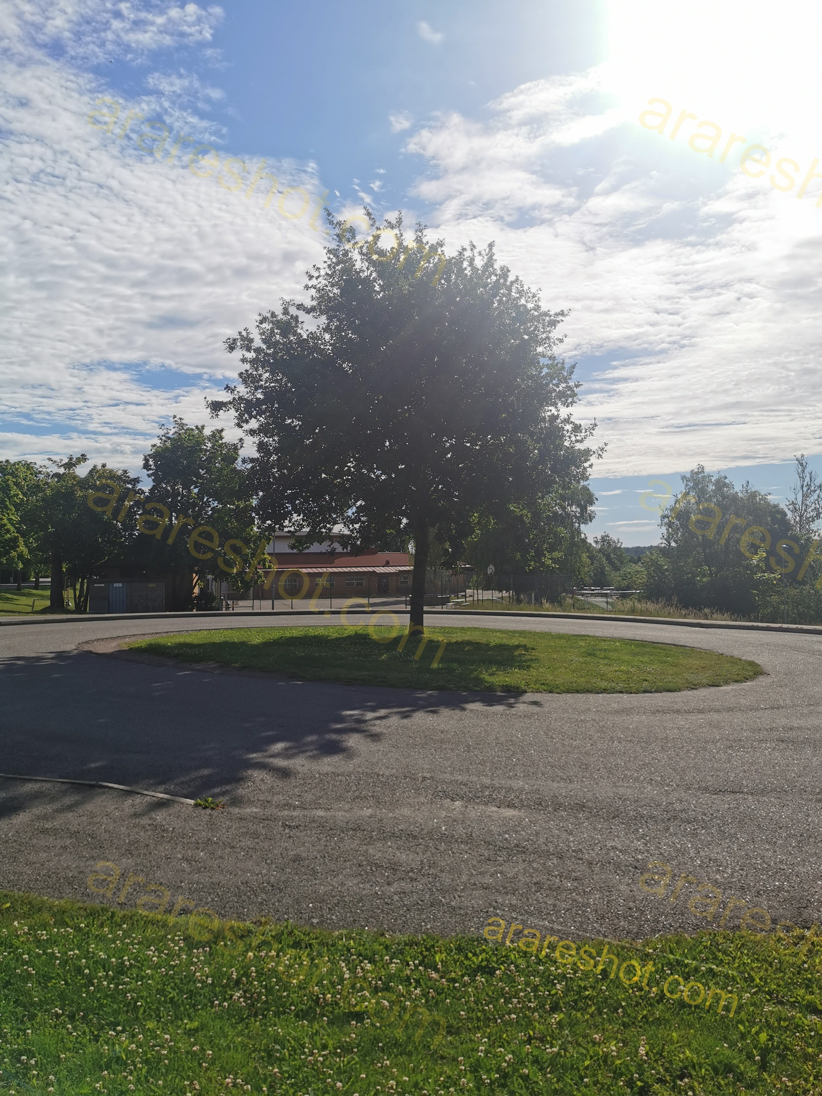 Single Tree on Roundabout with Road and Grass