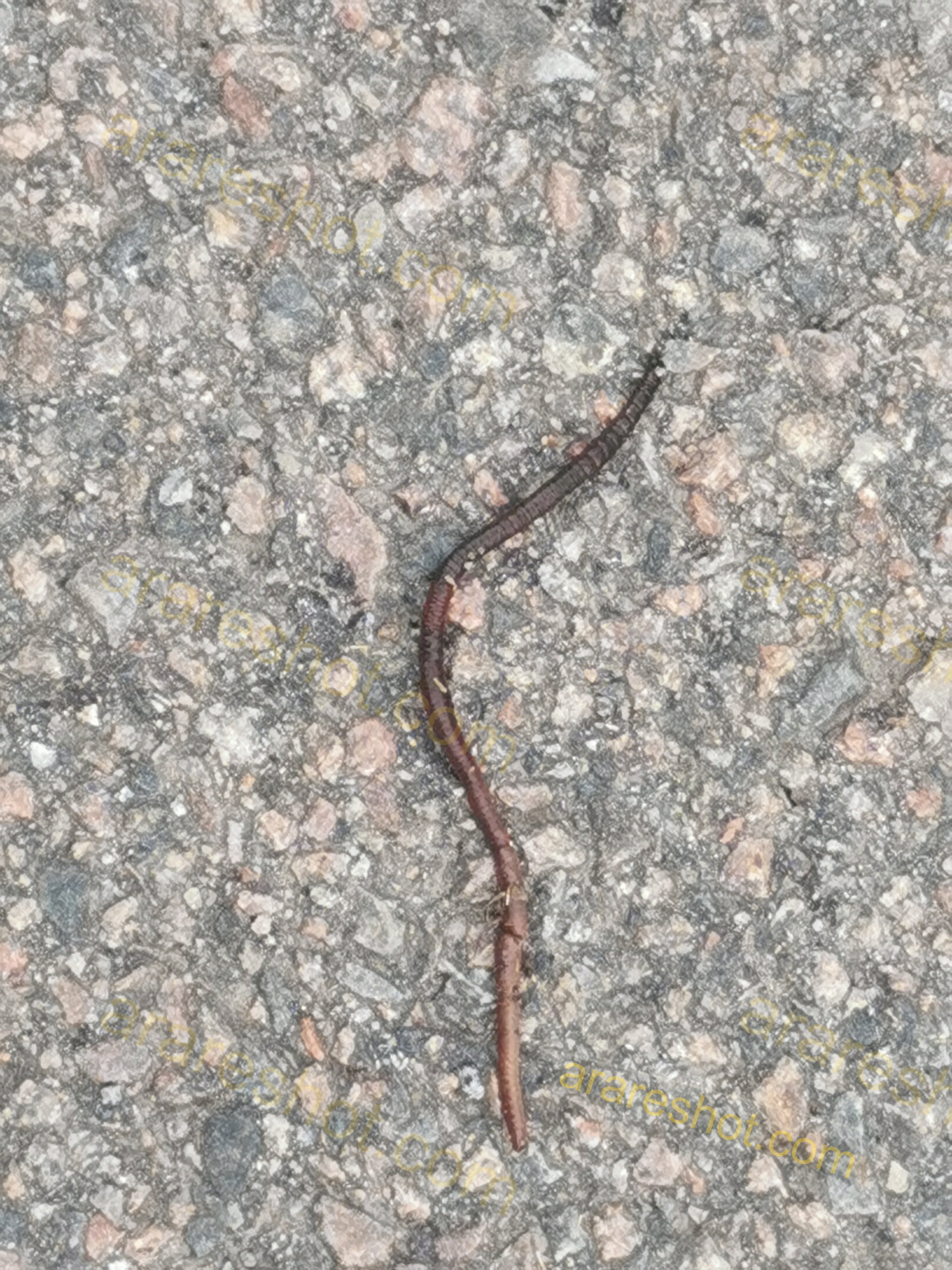 Earthworm on Gravel Surface