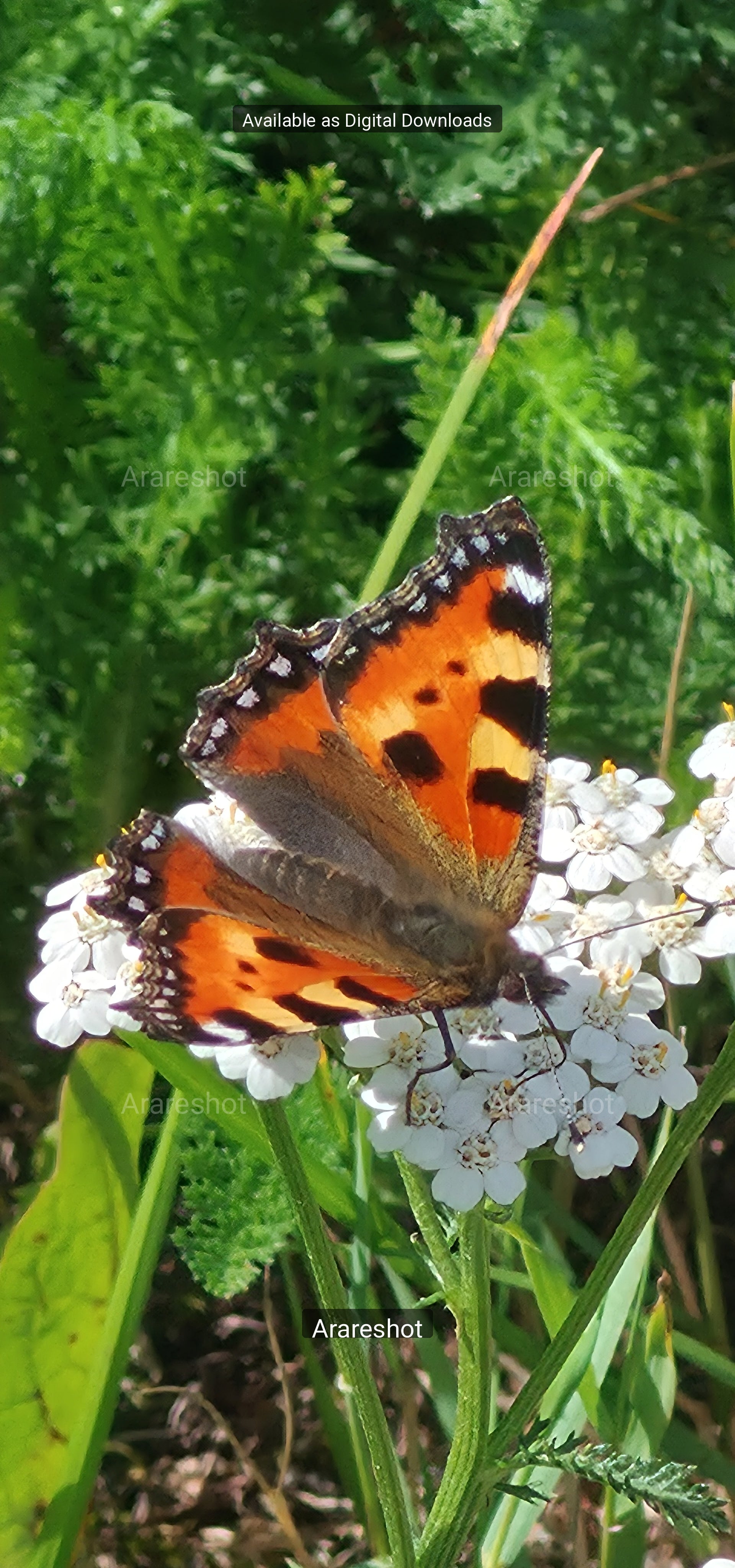 Vibrant Orange Butterfly Macro - Ultra HD Digital Download