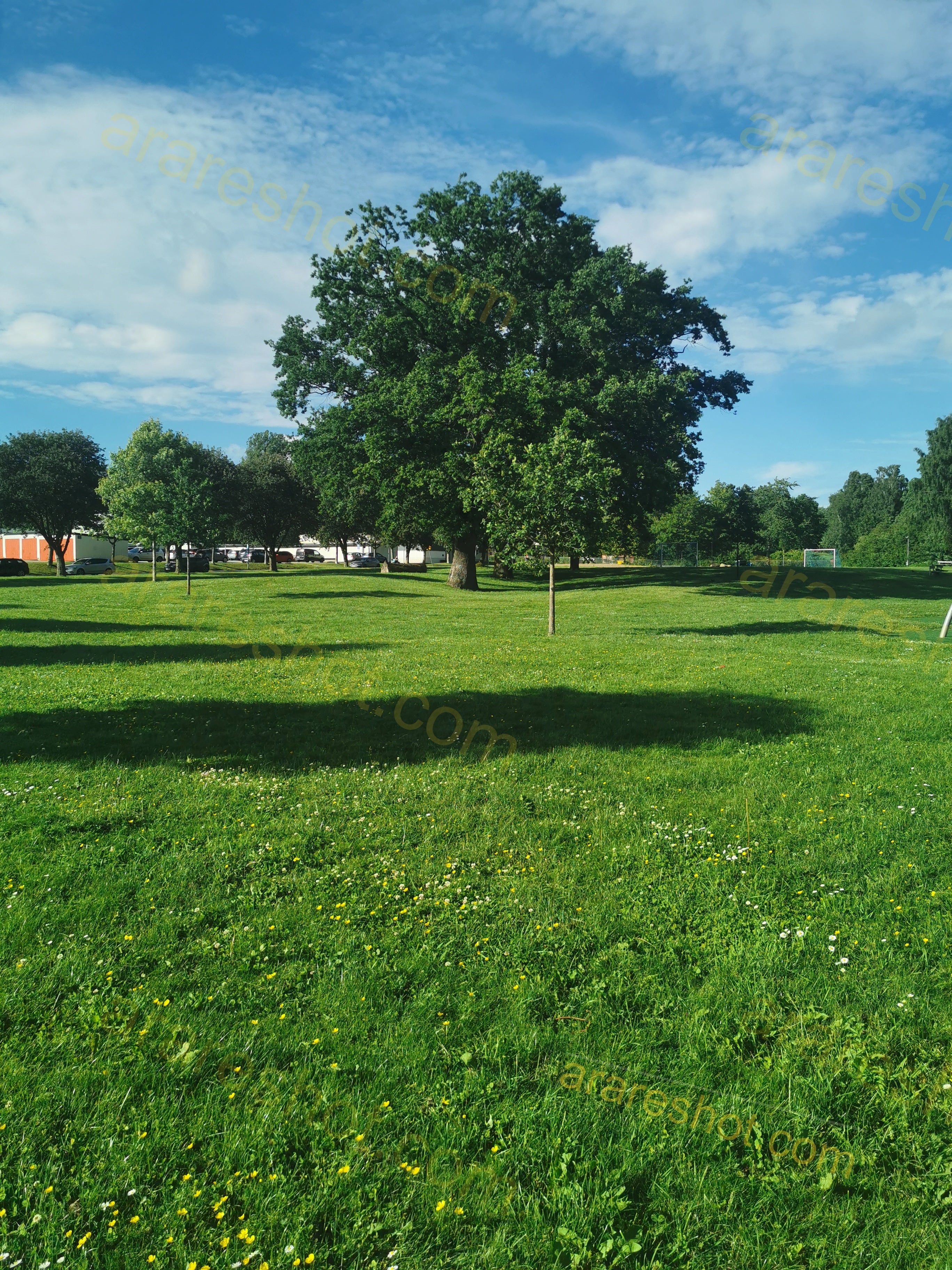 Green Park Lawn with Large and Small Trees