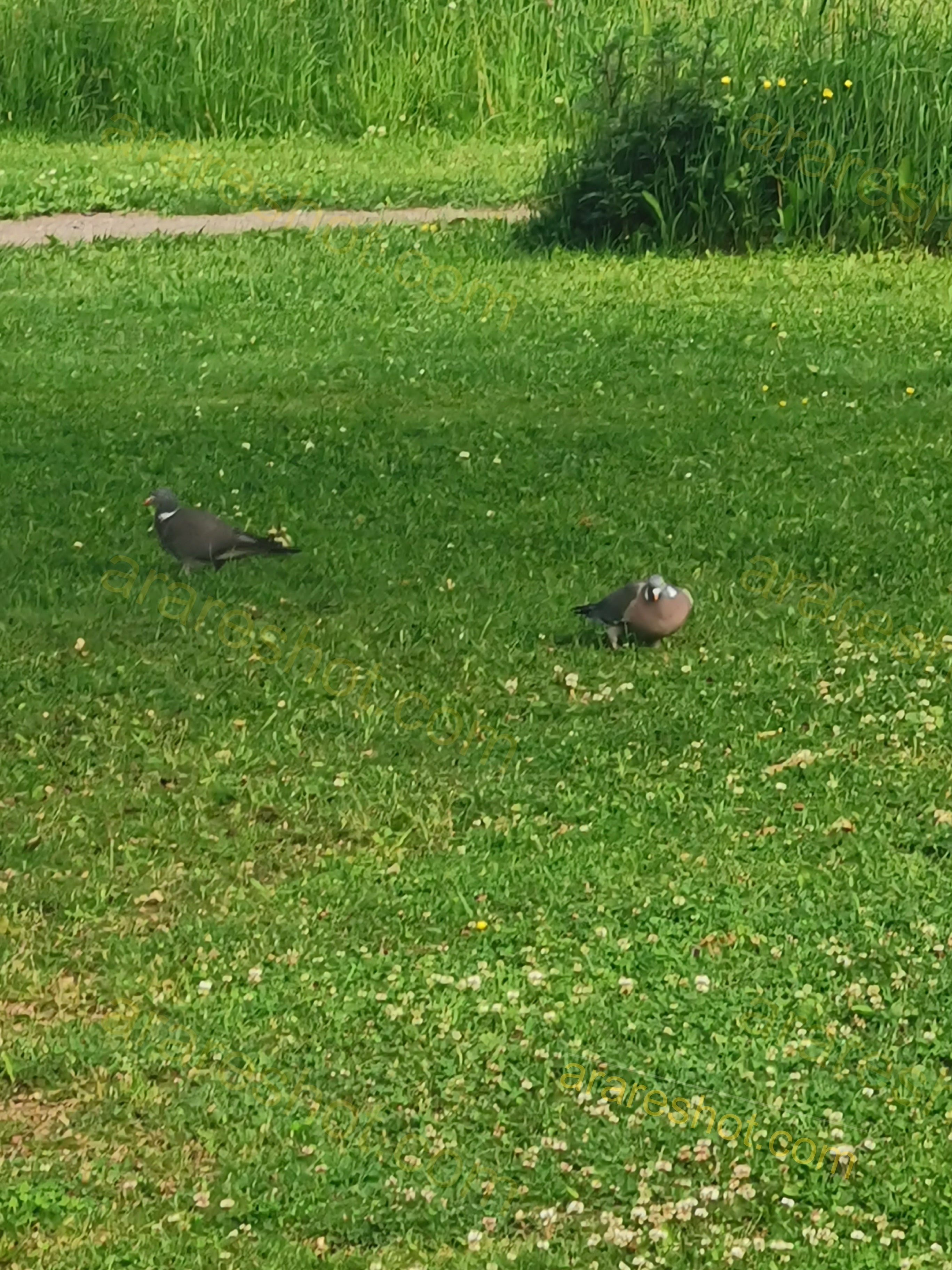 Two Pigeons on Green Grass