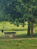 Park Bench Near Tree with Birds on Grass