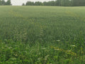 Green Wheat Field with Trees in Background