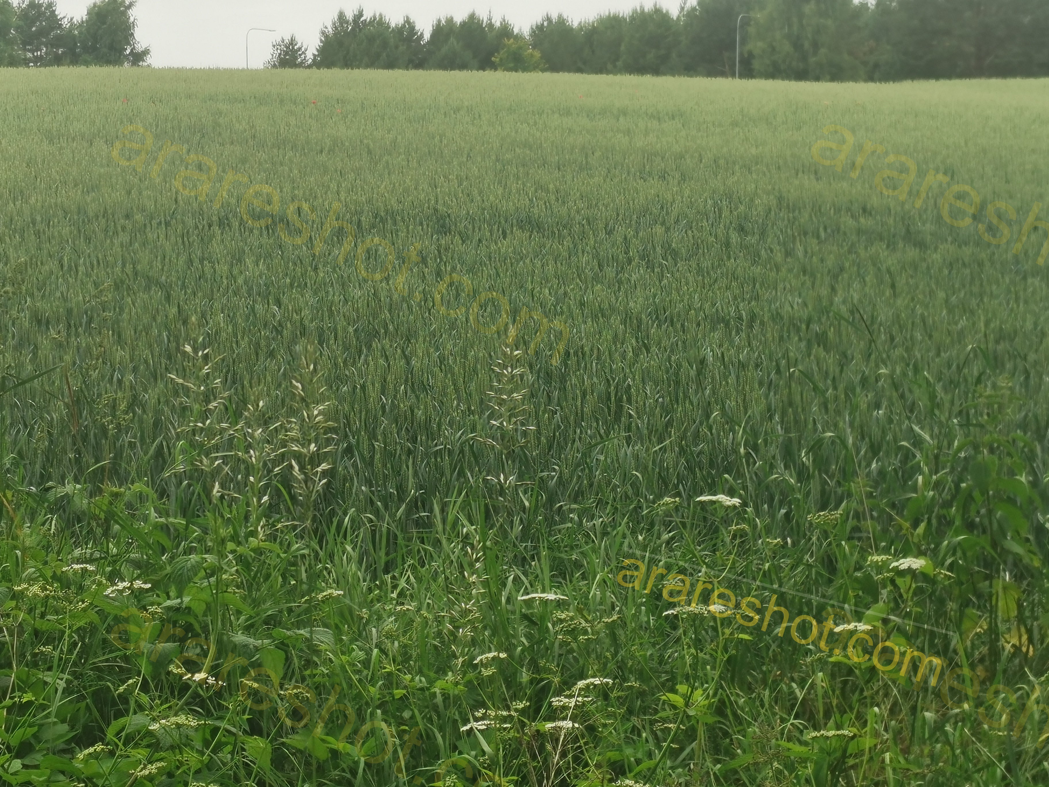 Green Wheat Field with Trees in Background