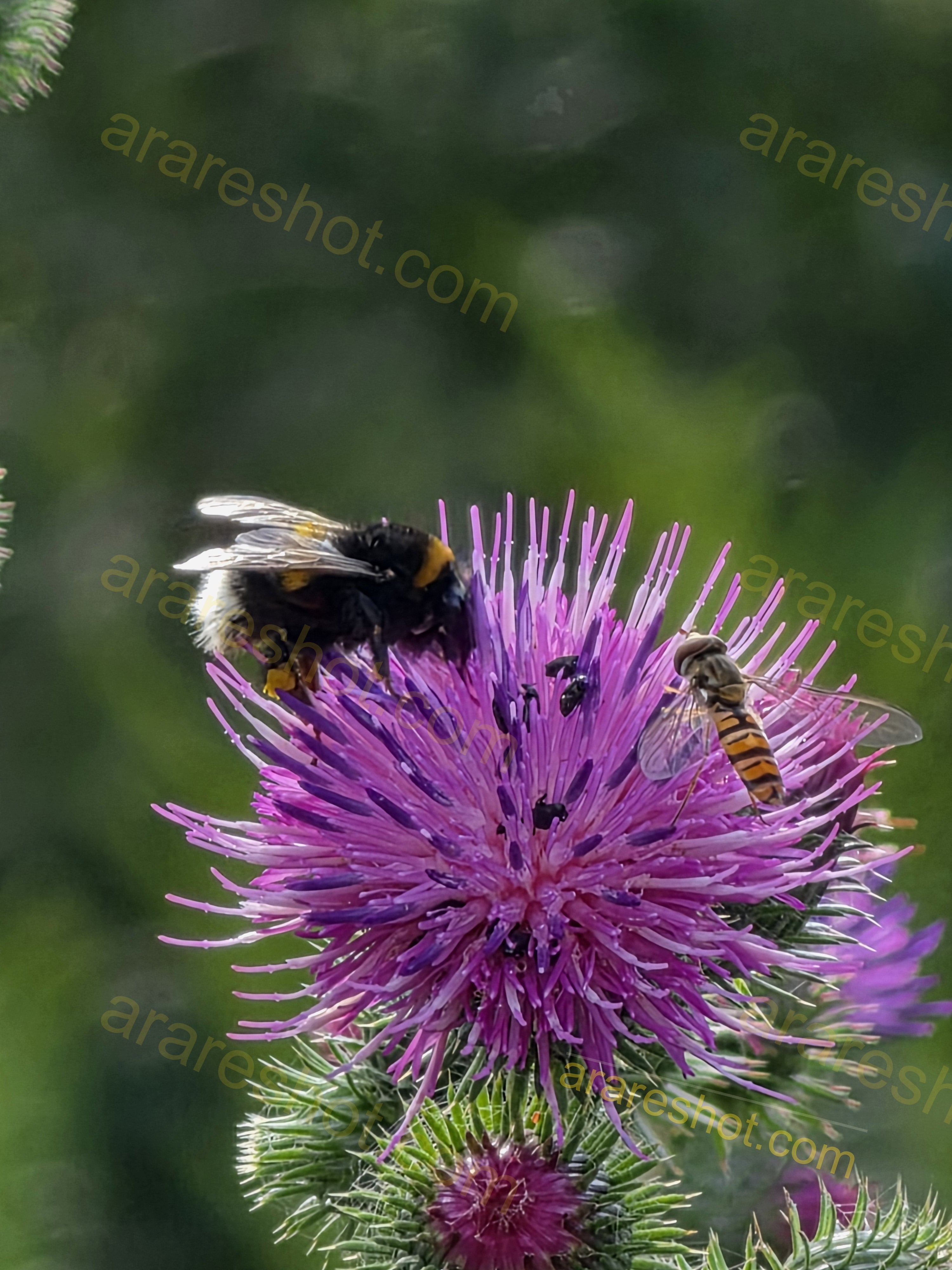 Purple Thistle Flower with Bumblebee and Hoverfly