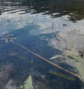 Water Surface with Floating Leaves and Reflections