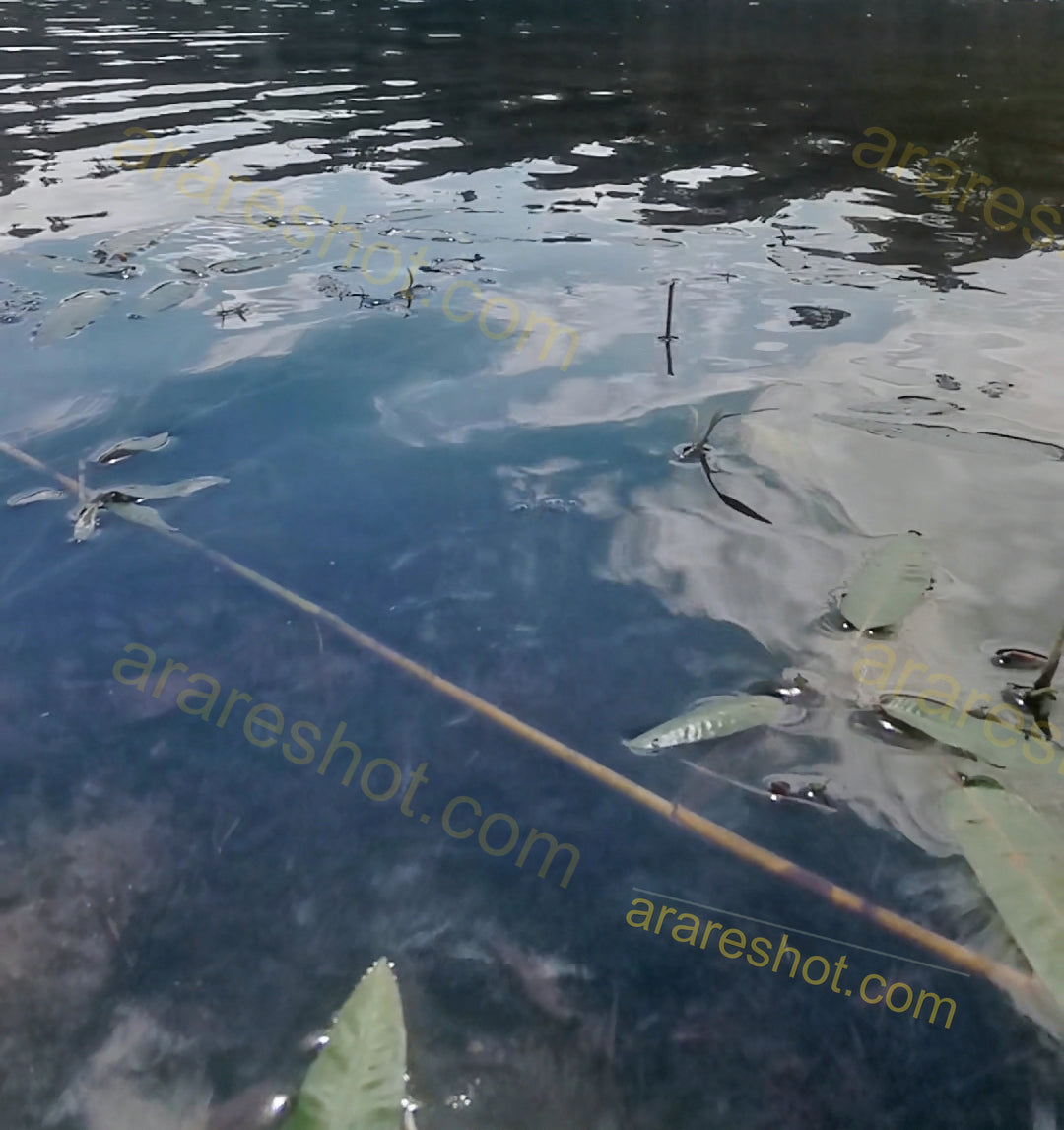 Water Surface with Floating Leaves and Reflections