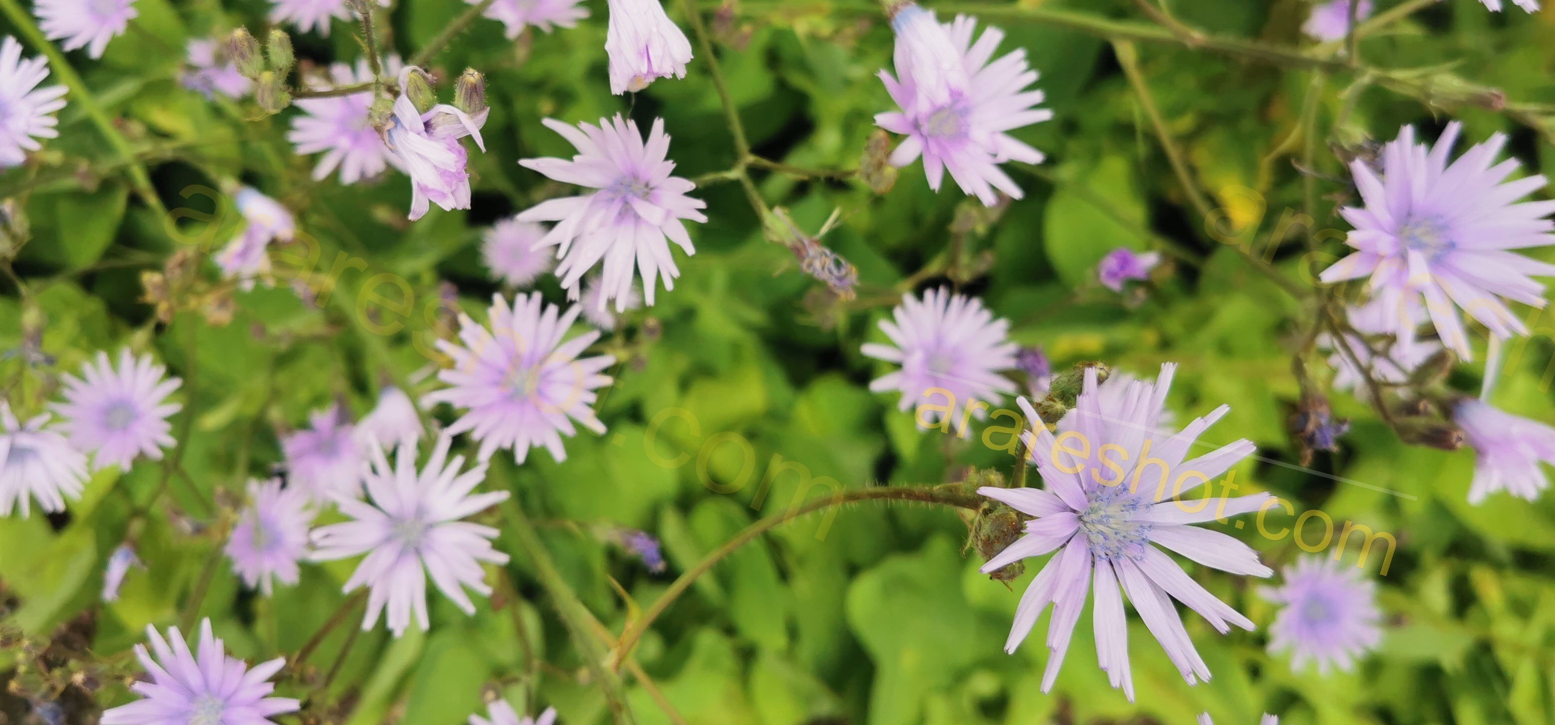 Light Purple Flowers with Green Leaves