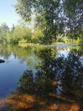 Pond with Trees and Lily Pads