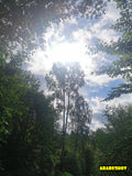 Serene Riverside Landscape with Old Tree