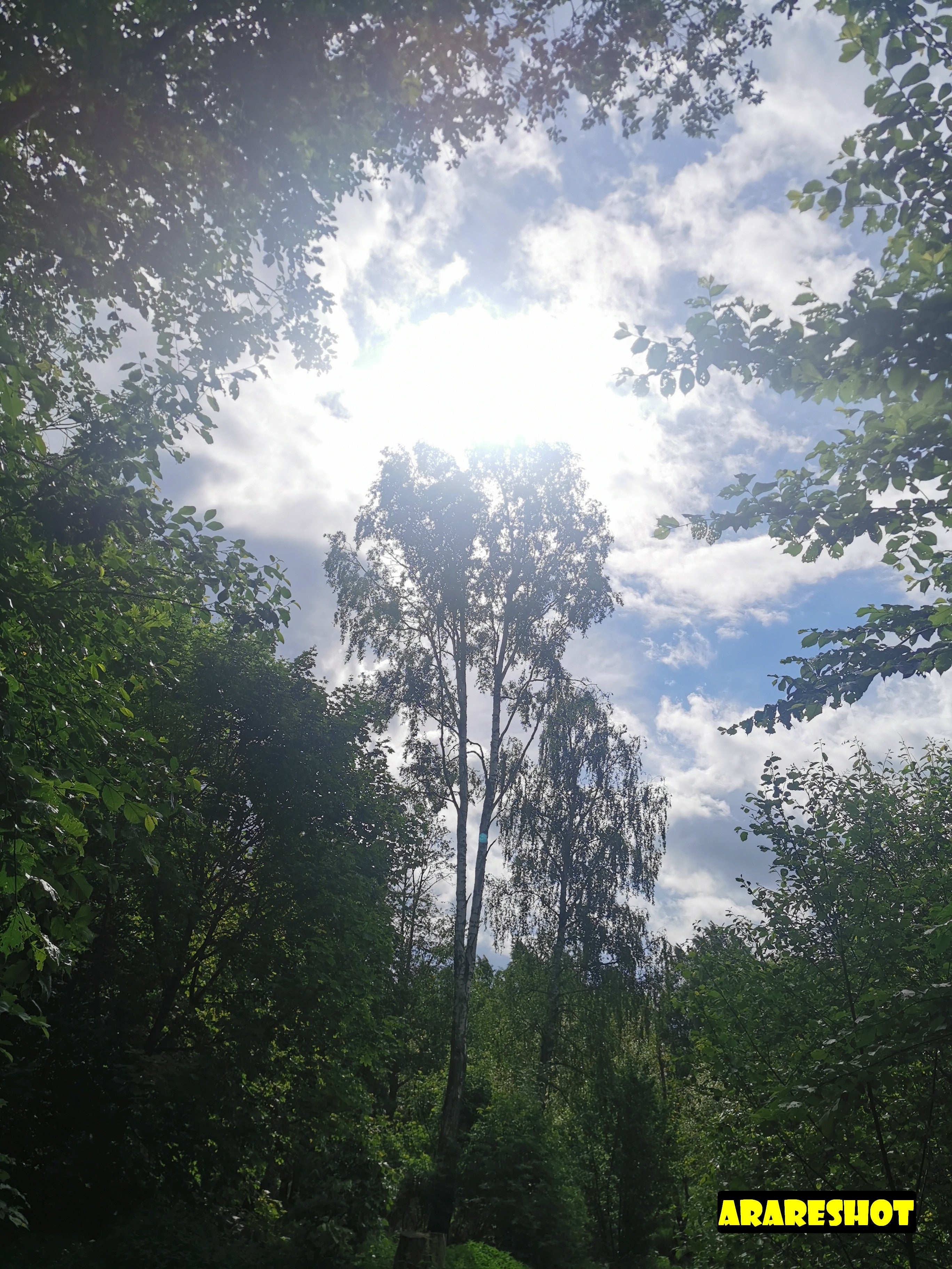 Serene Riverside Landscape with Old Tree
