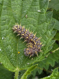 Spiny Caterpillar on Green Leaf