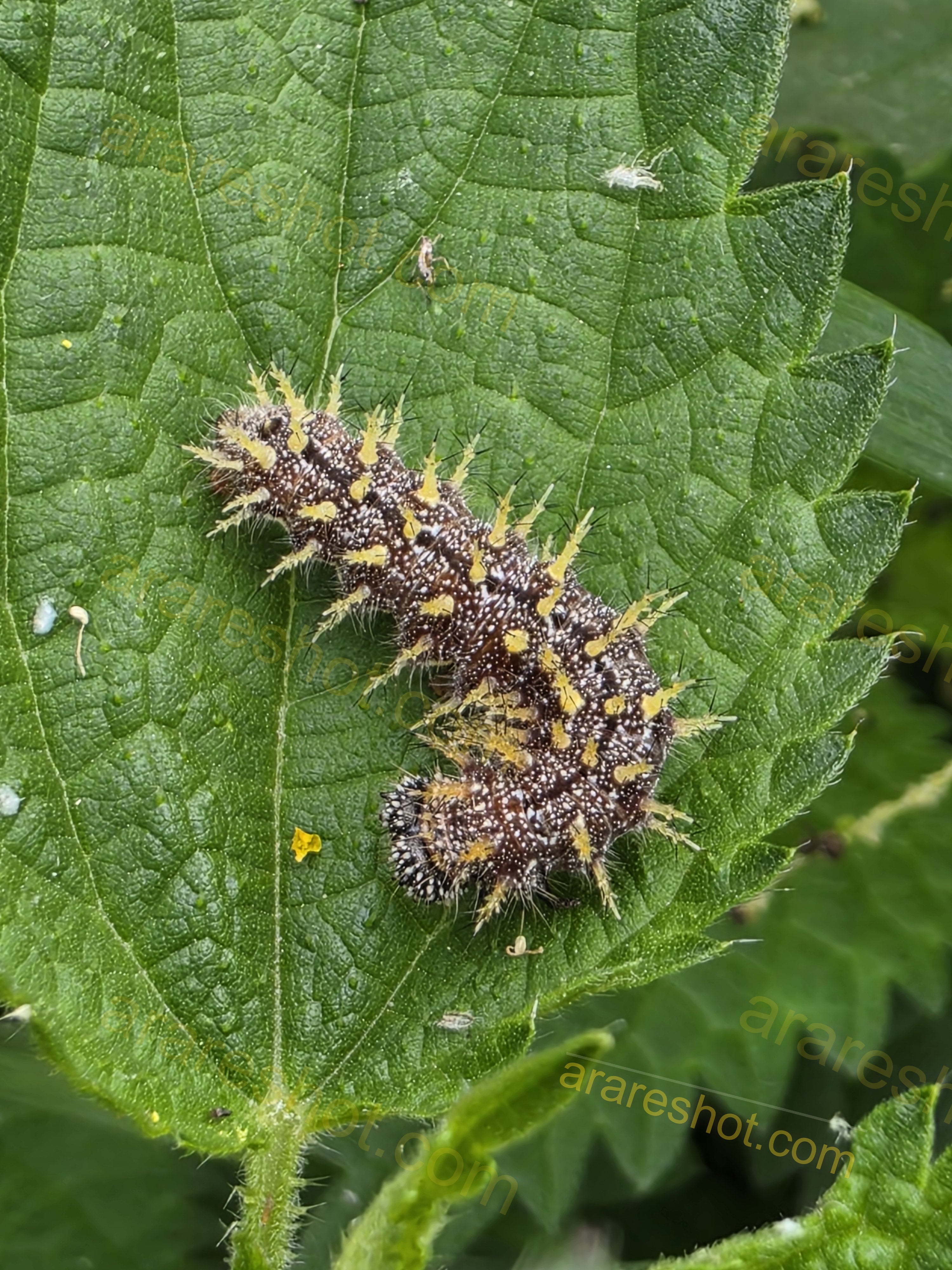 Spiny Caterpillar on Green Leaf
