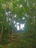 Lush Green Forest with Sunlit Canopy and Dense Underbrush