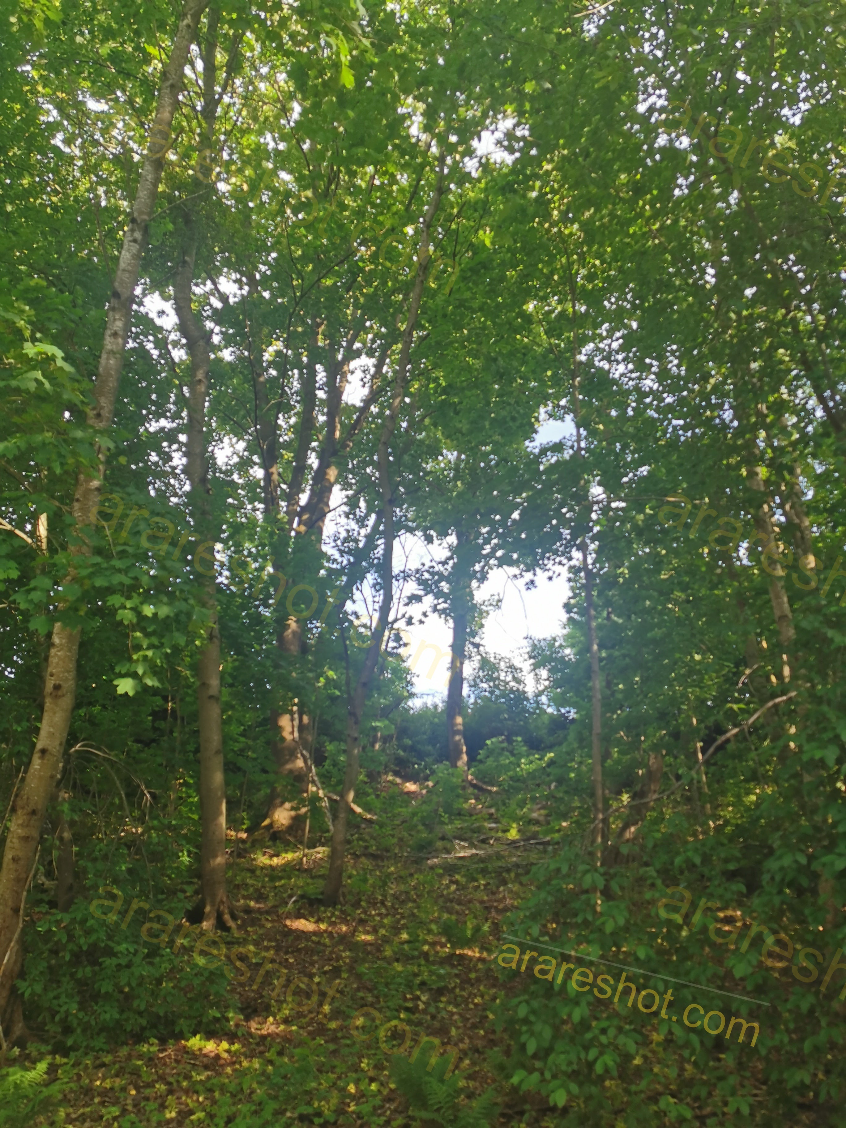 Lush Green Forest with Sunlit Canopy and Dense Underbrush