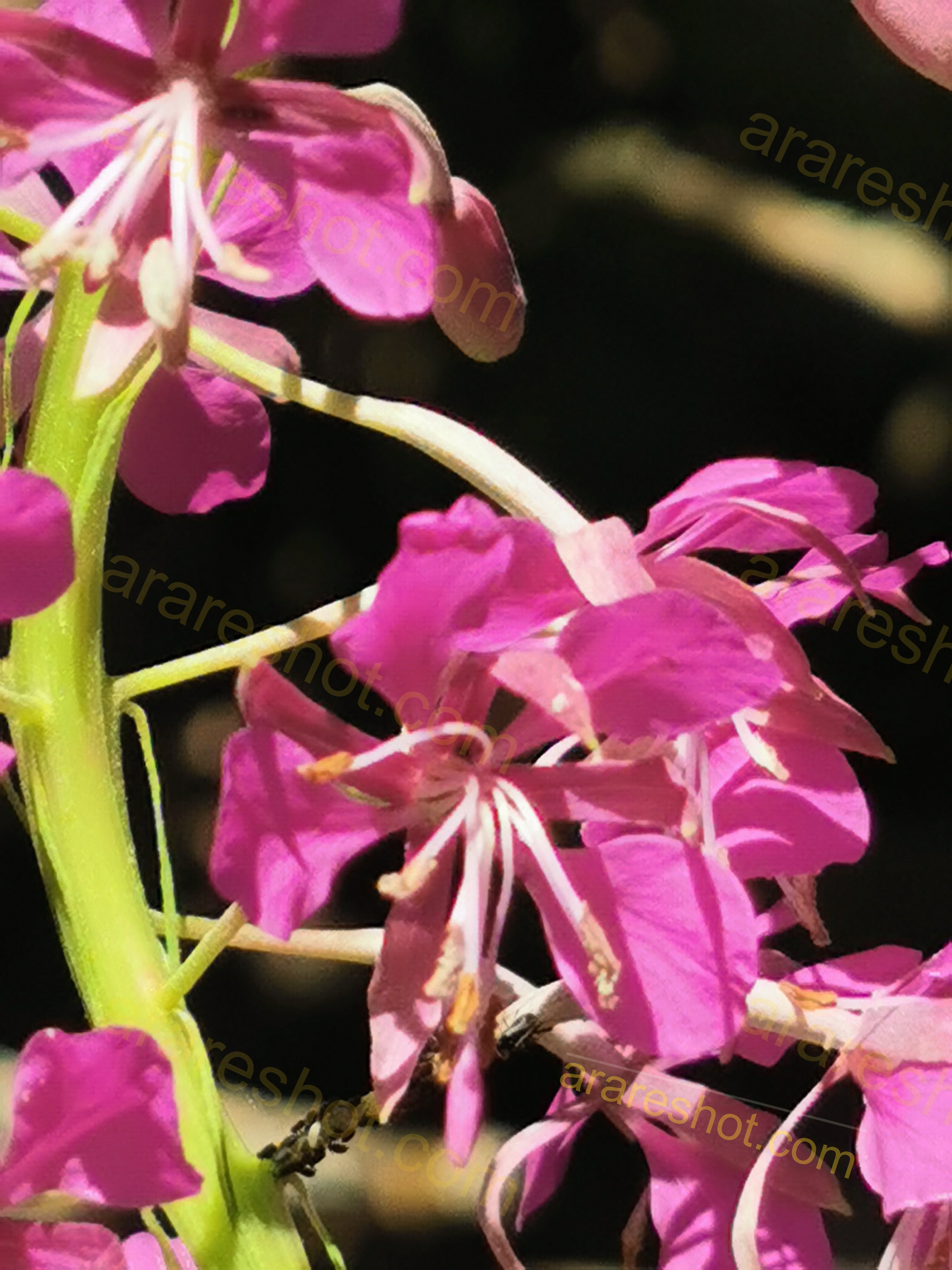 Pink Flowers with Green Stem Close-up