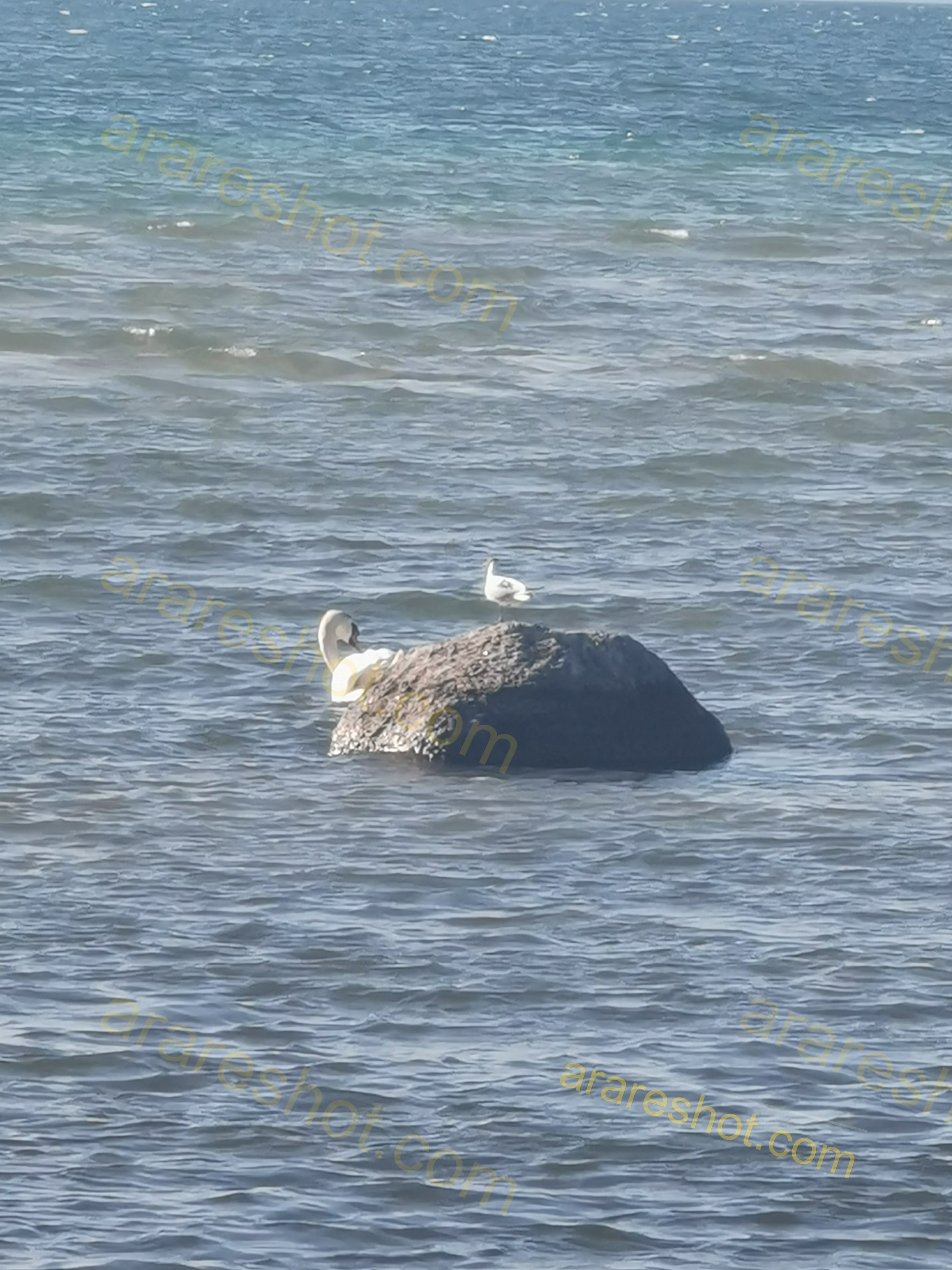 Swan and Bird on Rock in Water