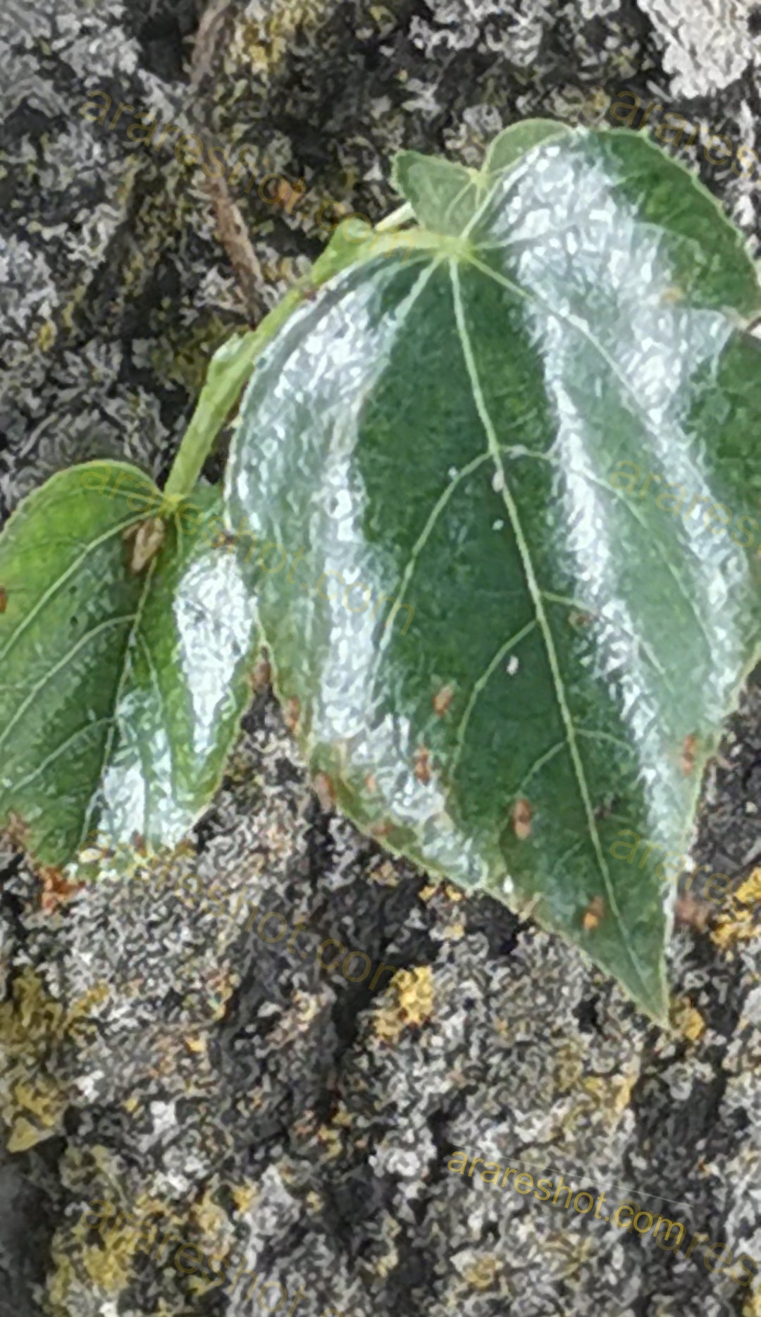 Green Leaves on Tree Bark