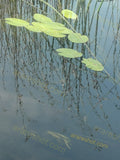 Green Lily Pads on Water Surface with Reflected Reeds