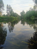 Calm River Surrounded by Trees