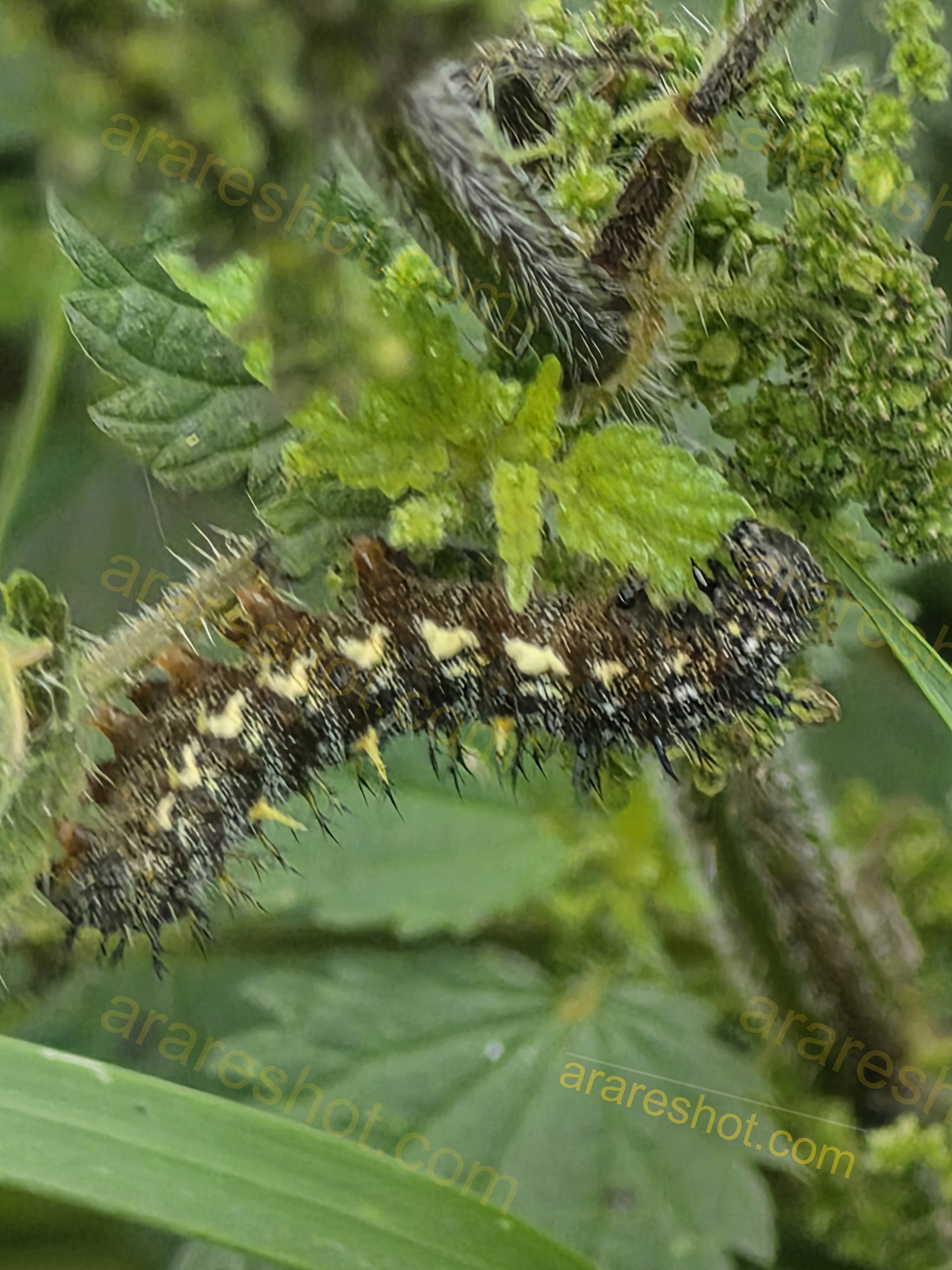 Close-up of Spiky Caterpillar on Green Plant