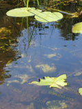 Green Lily Pads Floating on Water Surface