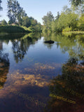 Calm River with Trees and Clear Water