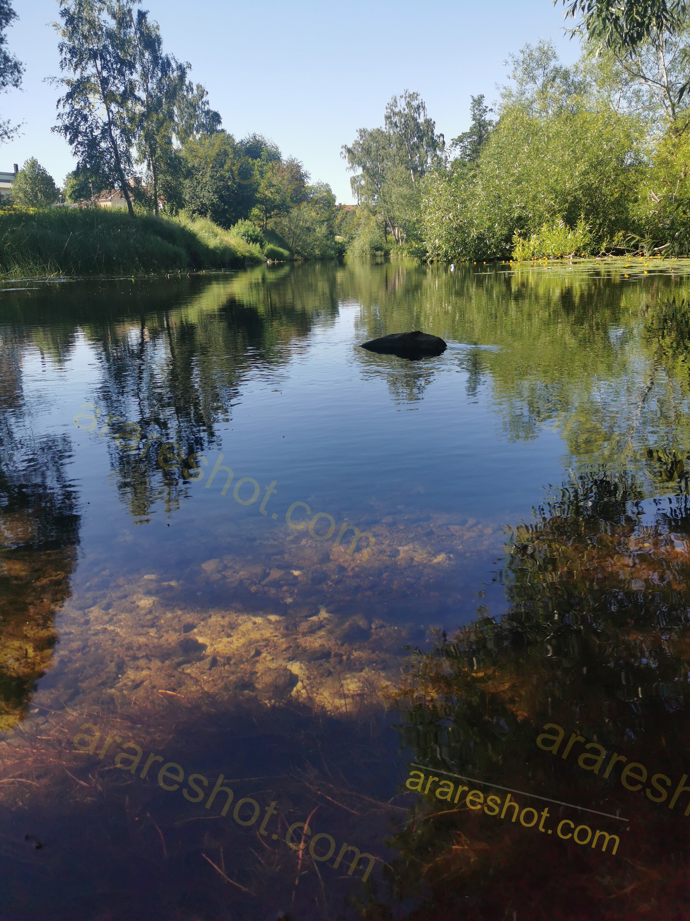 Calm River with Trees and Clear Water