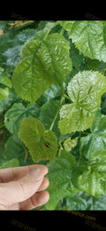 Green Leaves with Small Insect and Hand