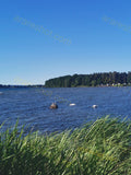 Lake with Birds and Green Shoreline