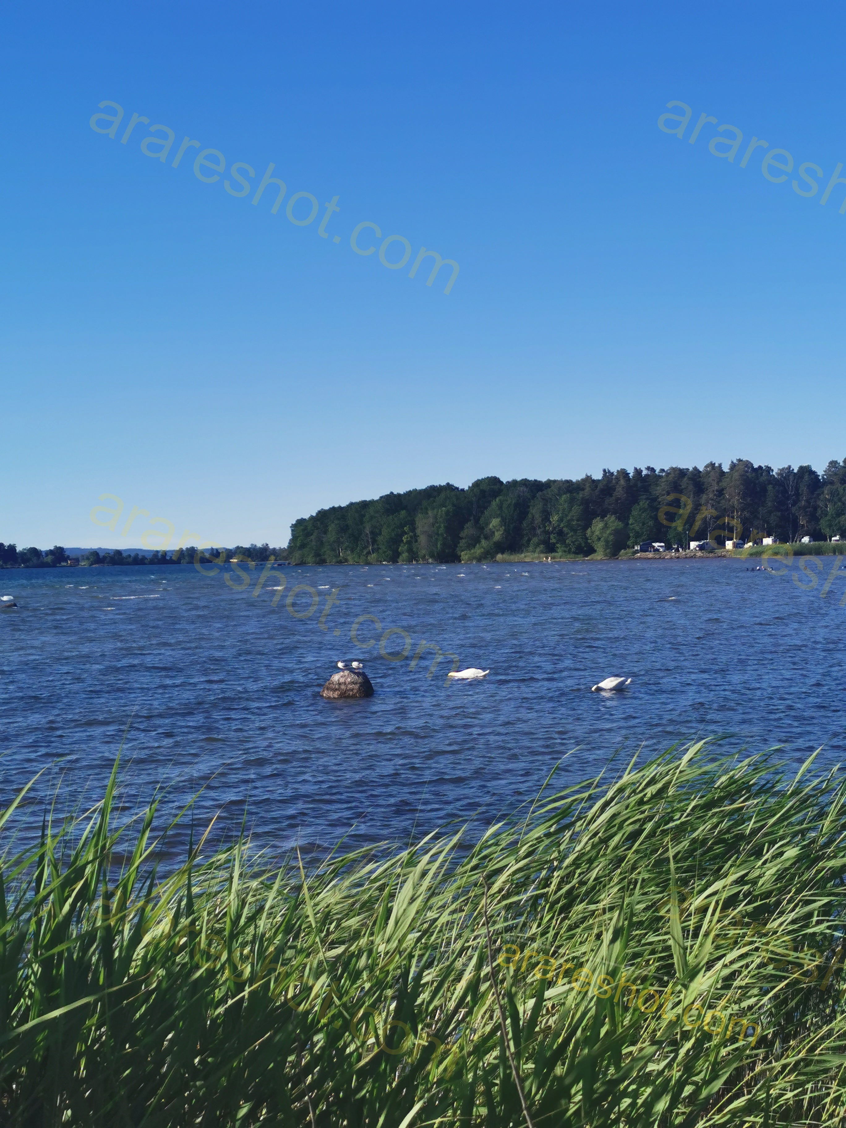 Lake with Birds and Green Shoreline