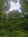 Lush Green Forest Canopy with Dense Underbrush