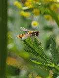 Hoverfly on Green Leaf