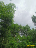 Scenic Park Pathway Surrounded by Lush Green Trees