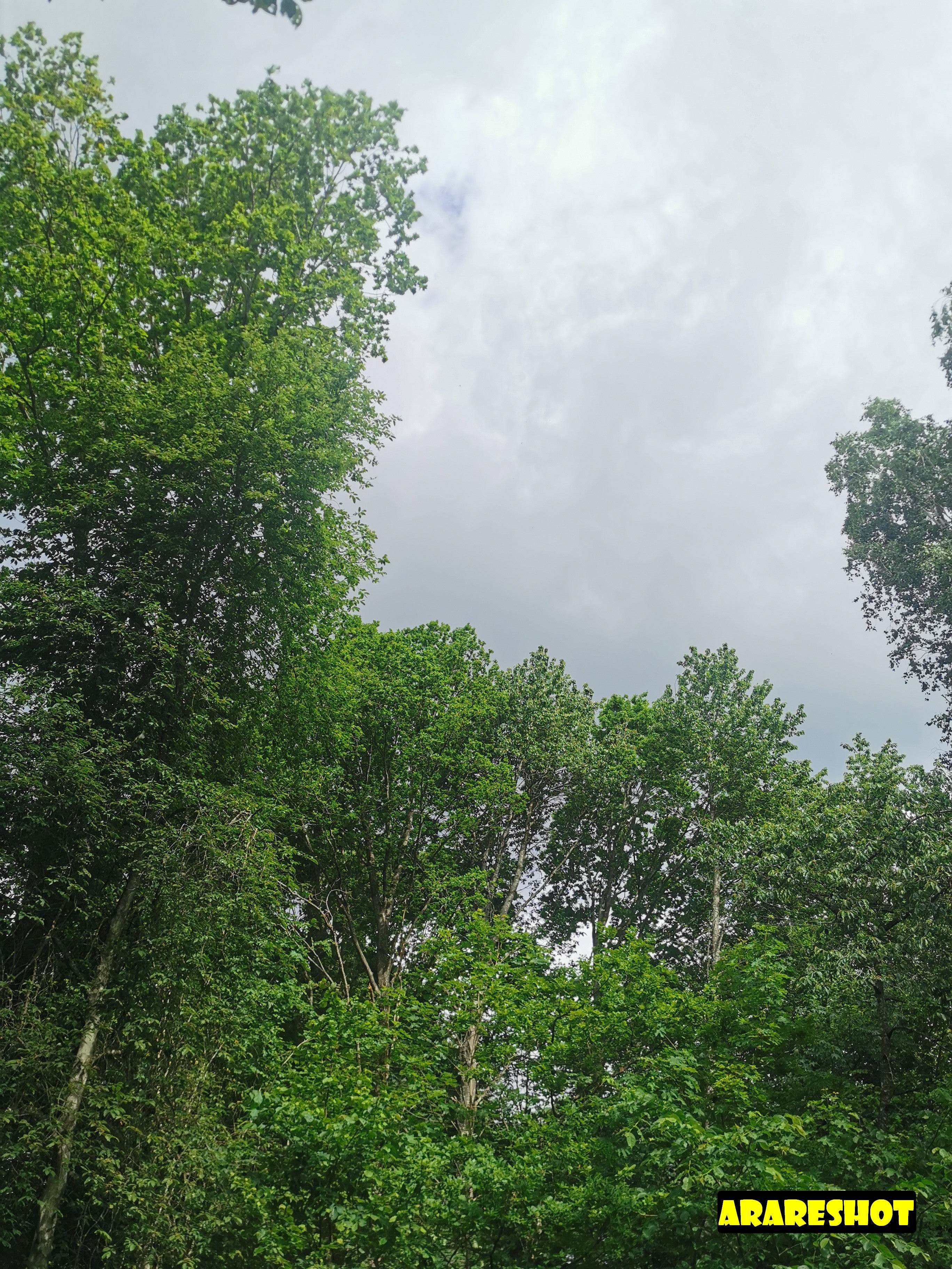 Scenic Park Pathway Surrounded by Lush Green Trees