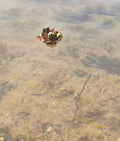 Dry Leaf Floating on Clear Water