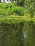 Pond with Water Lilies and Green Vegetation