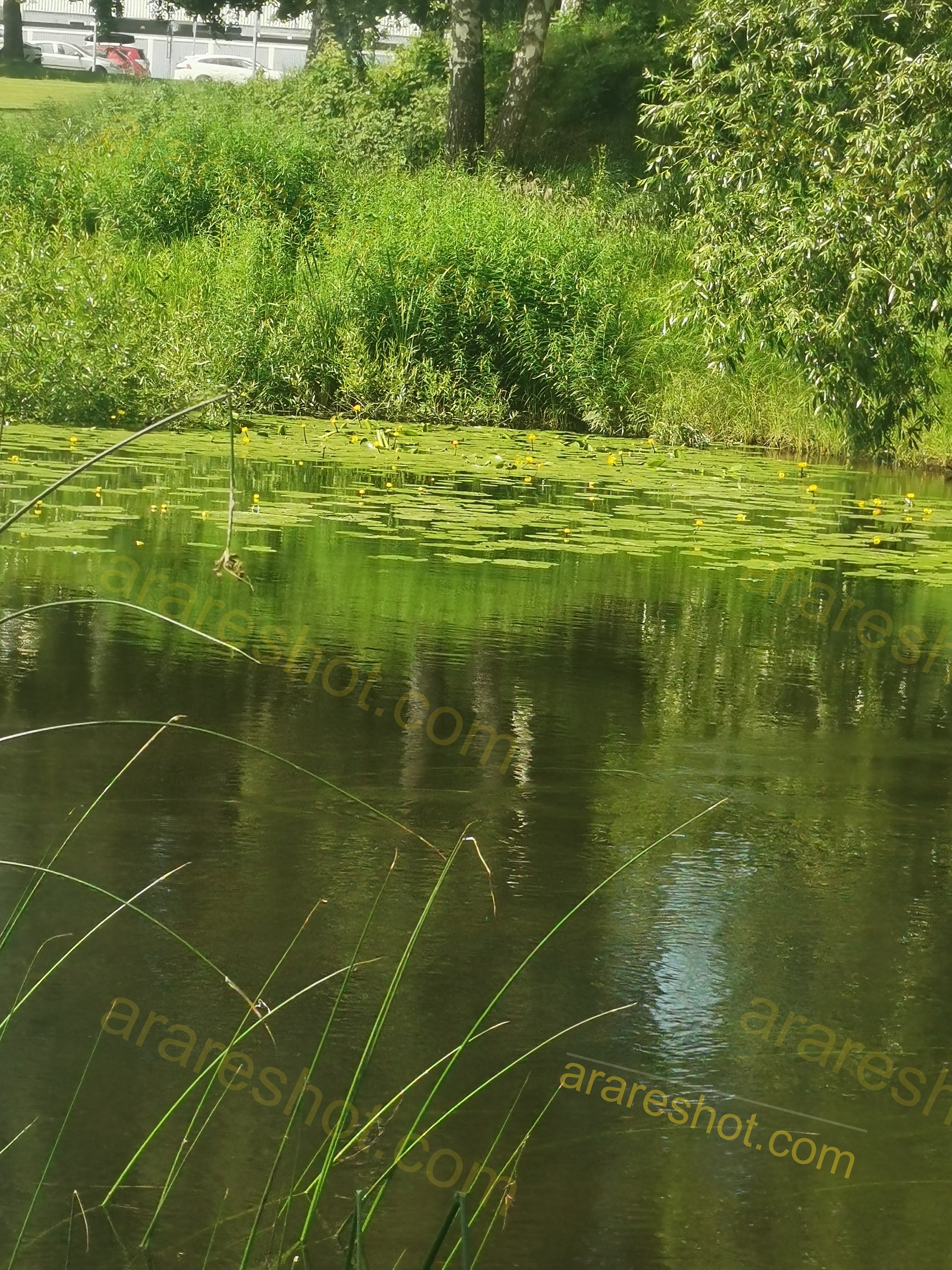 Pond with Water Lilies and Green Vegetation