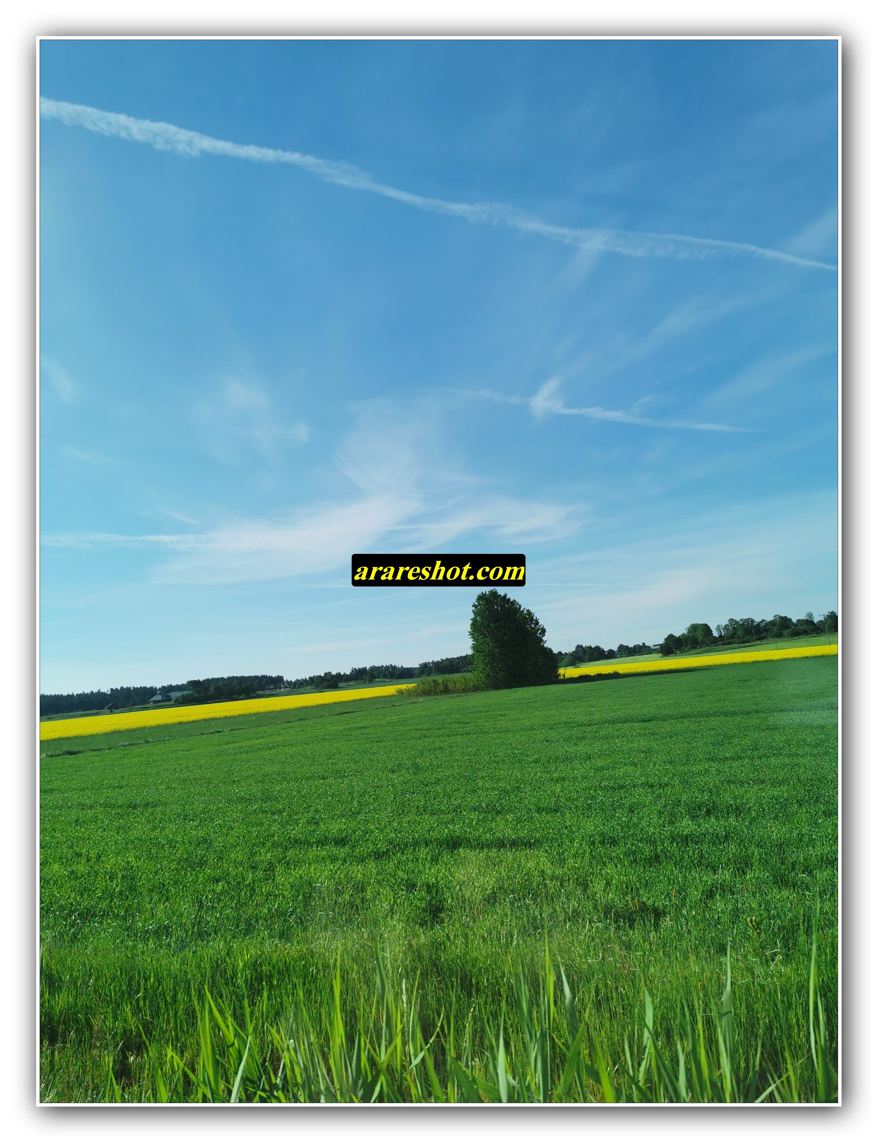 Green and Yellow Fields Under Blue Sky