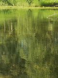 Pond with Green Reflections and Yellow Water Lilies