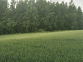Green Wheat Field with Trees in Background