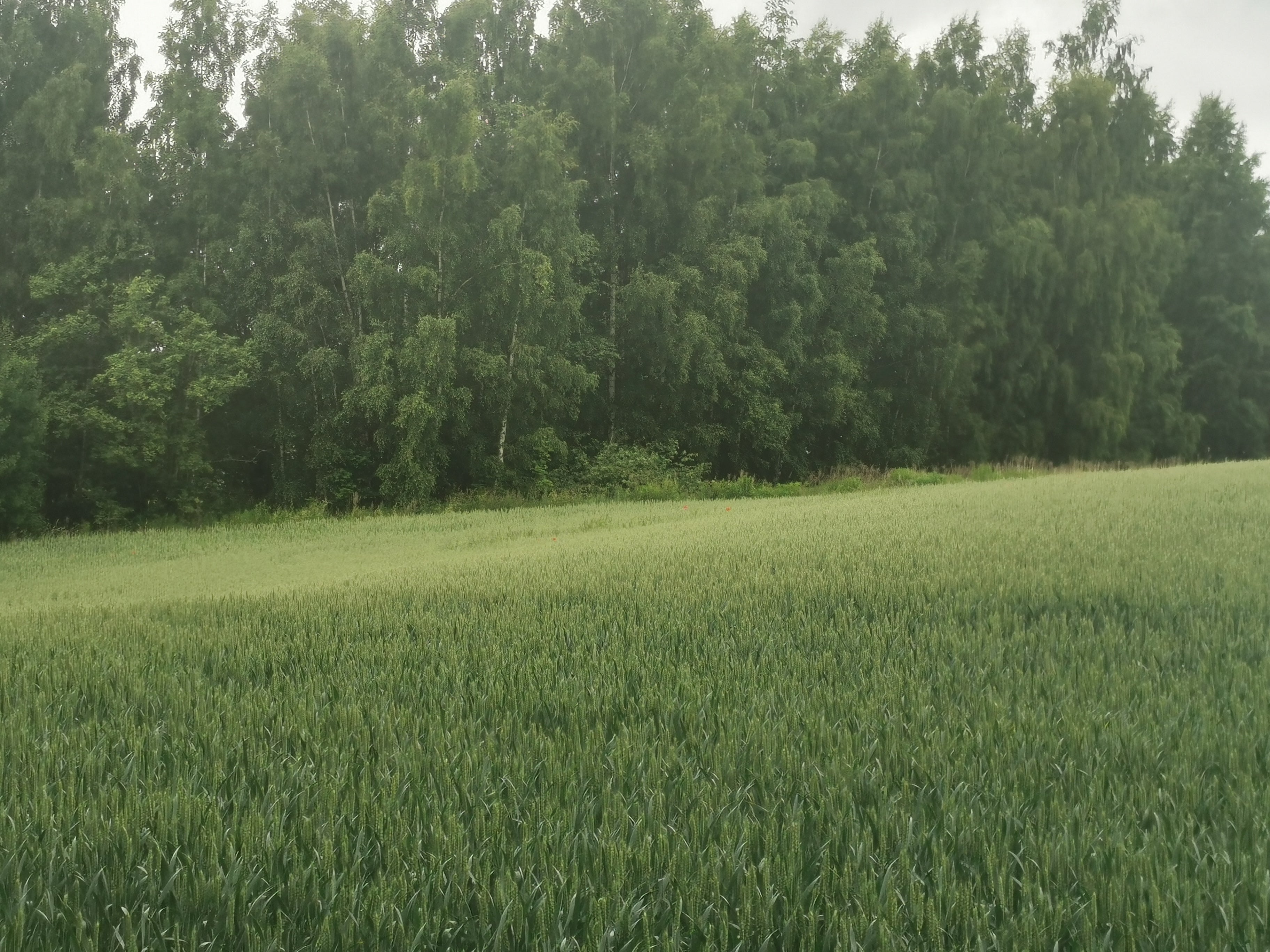 Green Wheat Field with Trees in Background