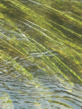 Underwater Green Aquatic Plants in Clear Water