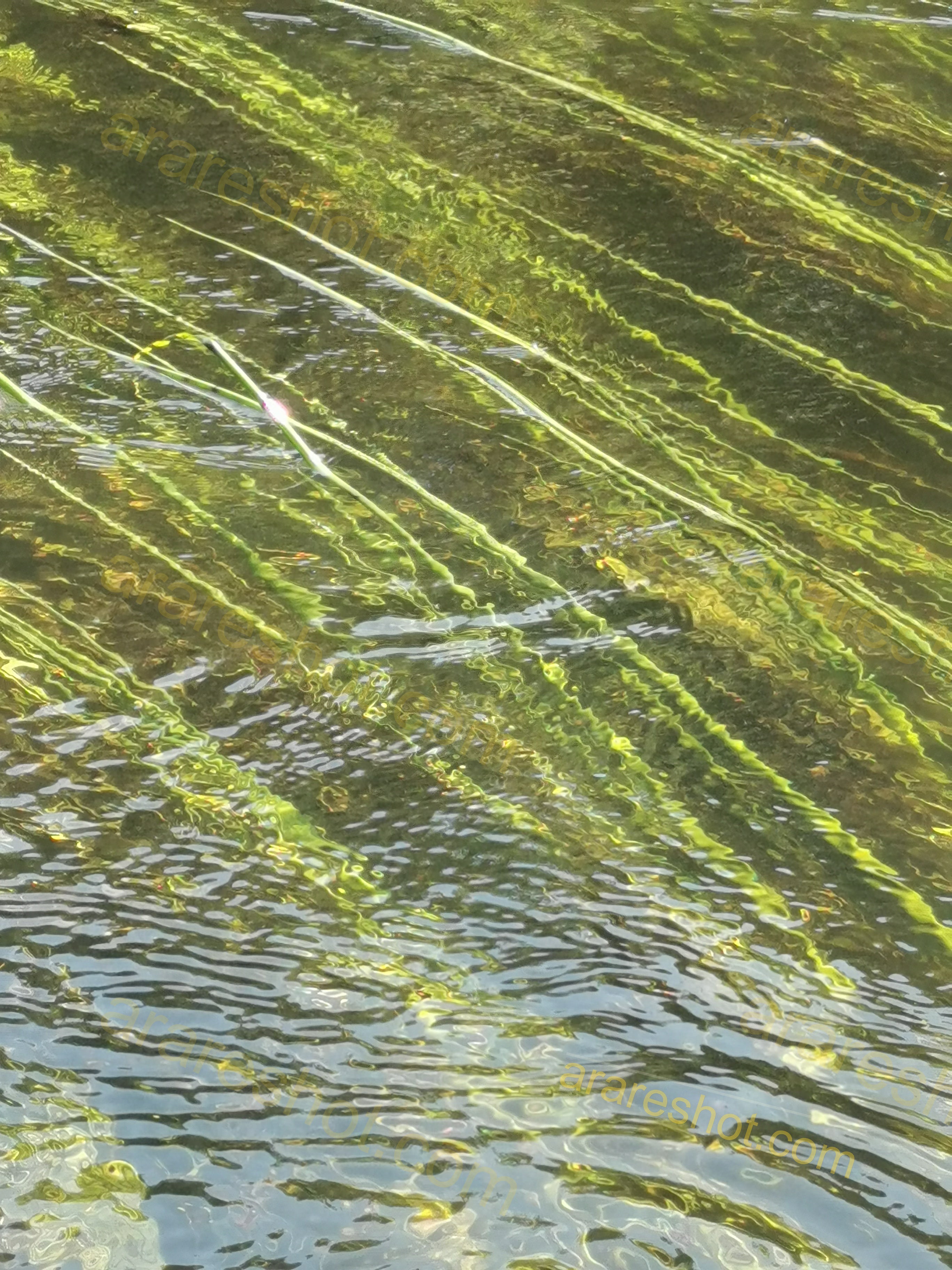 Underwater Green Aquatic Plants in Clear Water