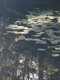 Water Lily Pads on Pond Surface