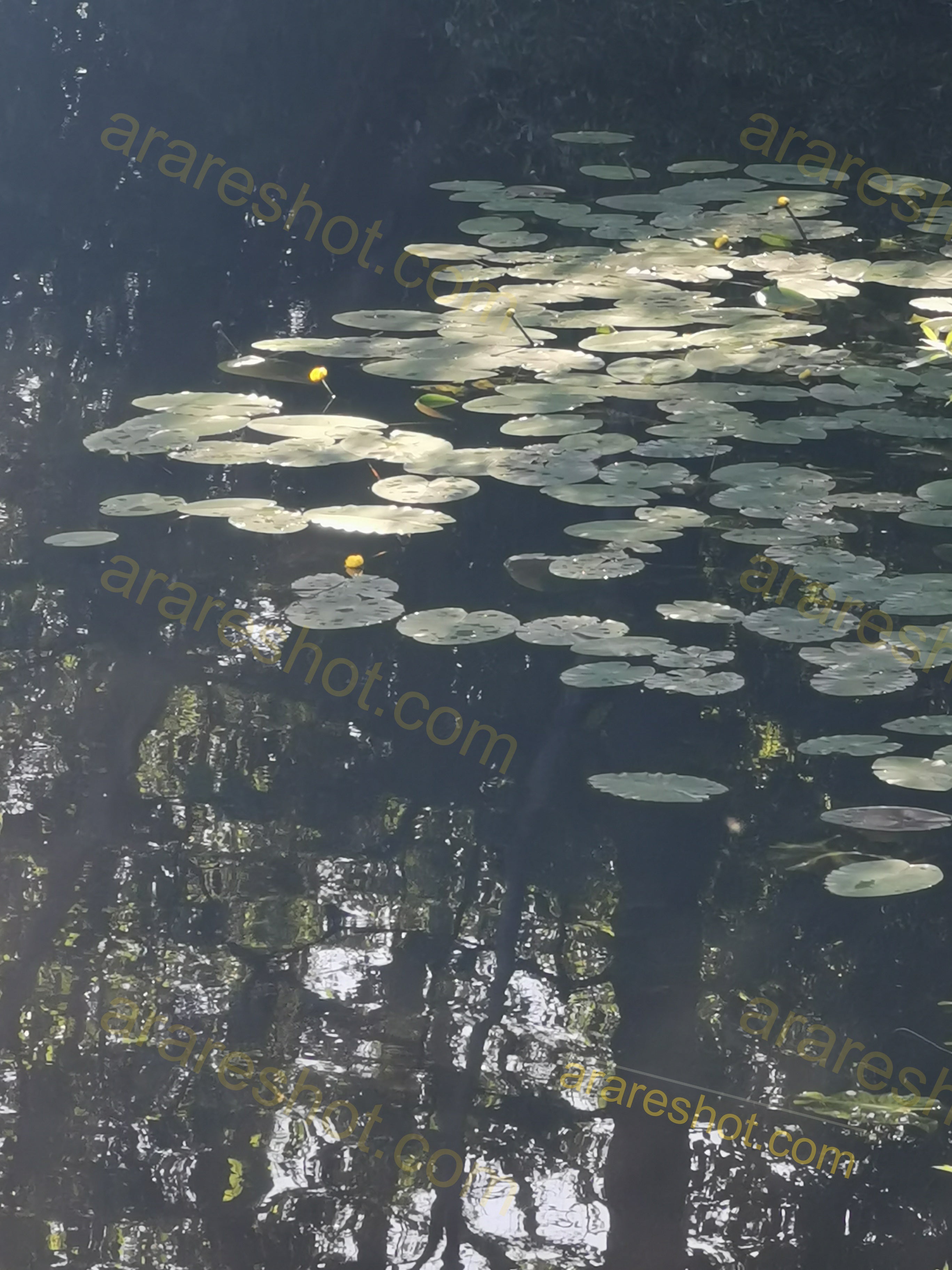 Water Lily Pads on Pond Surface