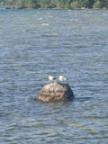 Two Seagulls on a Rock in Water