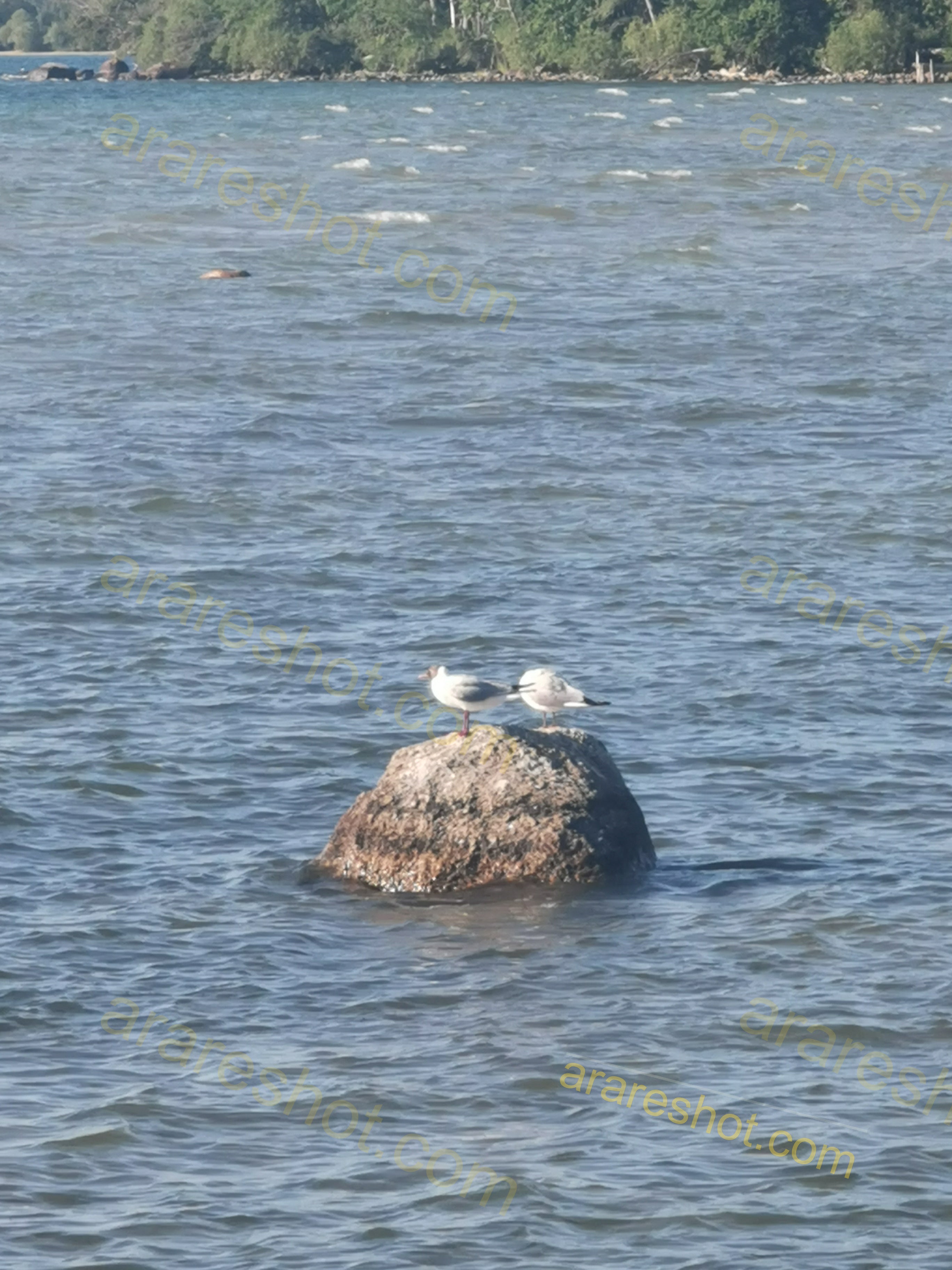 Two Seagulls on a Rock in Water