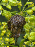 Dried Seed Head Surrounded by Green Seed Pods with Water Droplets