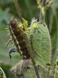 Brown Spiny Caterpillar on Green Plant Stem